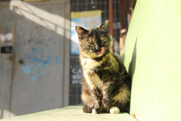 Более половины волгоградских беспородных кошек обрели дом