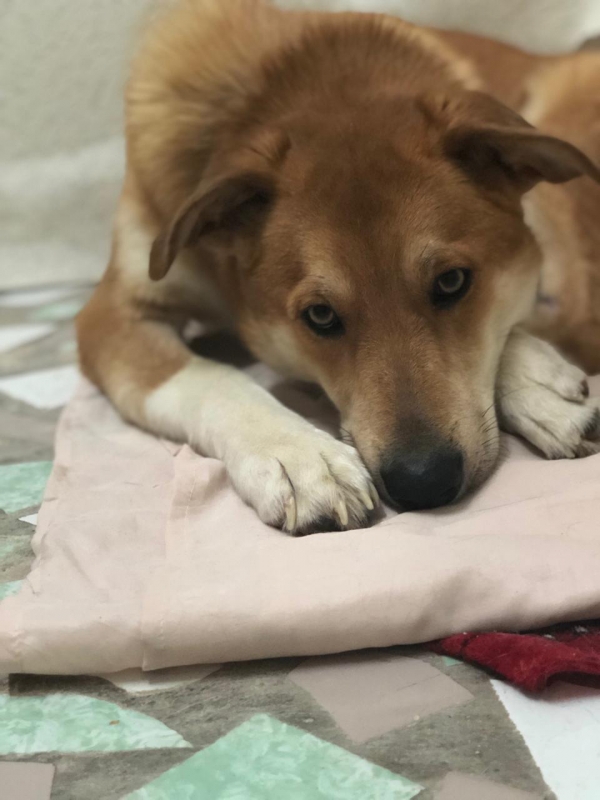 Рыжий красавец Амур ждет любящих хозяев!