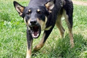 Бродячая собака покусала 9-летнюю девочку у школы в Волгограде