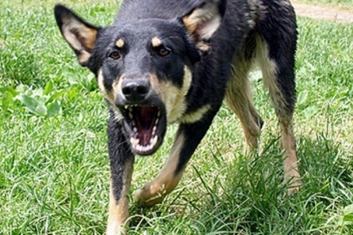 Бродячая собака покусала 9-летнюю девочку у школы в Волгограде