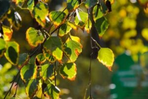 В Волгоградской области вновь похолодает