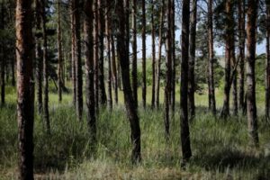 В Волгоградской области задержан подозреваемый в незаконной вырубке деревьев