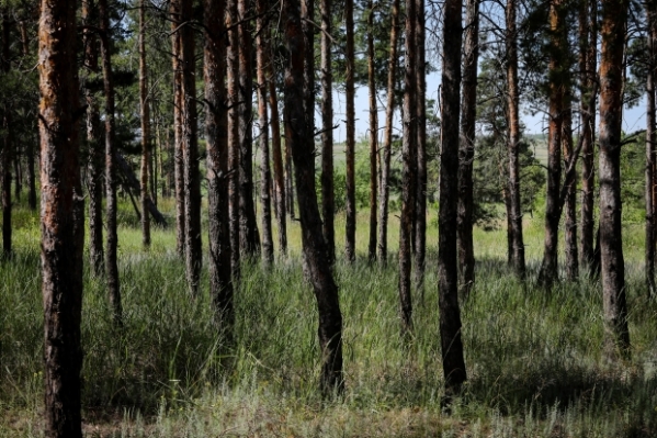 В Волгоградской области задержан подозреваемый в незаконной вырубке деревьев