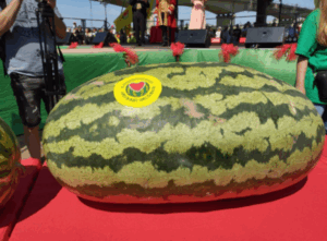 В Камышине 60-килограммовый арбуз стал победителем конкурса