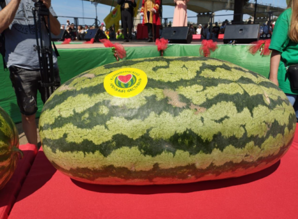 В Камышине 60-килограммовый арбуз стал победителем конкурса