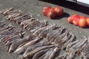 Волгоградские полицейские изъяли более 150 кг стерляди