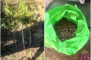 За хранение конопли жителю Волгоградской области грозит срок на 10 лет