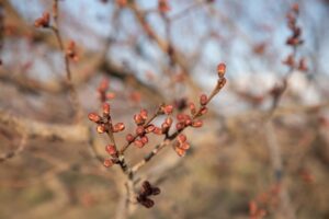 Синоптики обещают теплую весну в Волгоградской области
