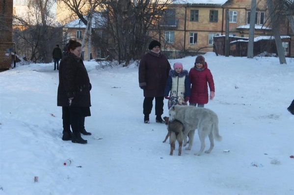 На жителей юга Волгограда нападают стаи бродячих псов