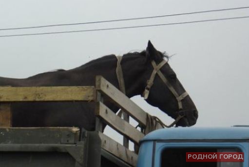 В Волгоградскую область пытались ввезти 7 лошадей без документов