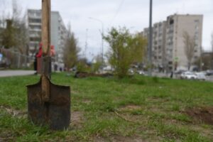 В Центральном районе Волгограда высадили более 500 деревьев и кустарников