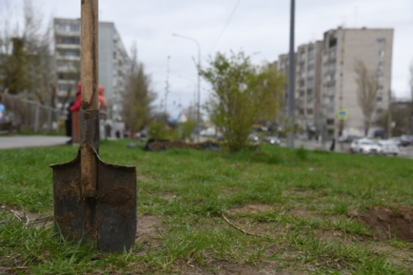 В Центральном районе Волгограда высадили более 500 деревьев и кустарников