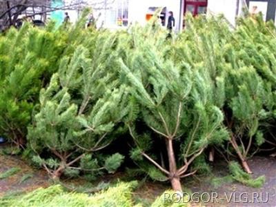 80 сосен нелегально вырубил бизнесмен из Волгоградской области