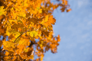 В Волгоградской области неделя начинается с дождей и заморозков