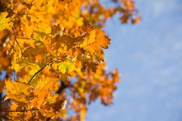 В Волгоградской области неделя начинается с дождей и заморозков