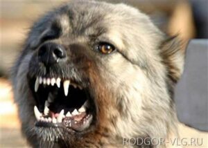 Под Волгоградом хозяйка собаки выплатит деньги покусанной девочке