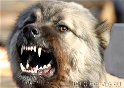 Под Волгоградом хозяйка собаки выплатит деньги покусанной девочке