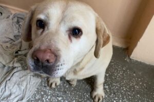 Волгоградские судебные приставы спасли от гибели беременную собаку