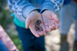 Волгоградец у себя дома держит ручного тигрового питона