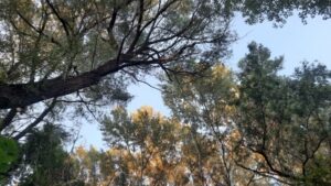 В Центральном районе Волгограда вырубают и сжигают зараженные ясени