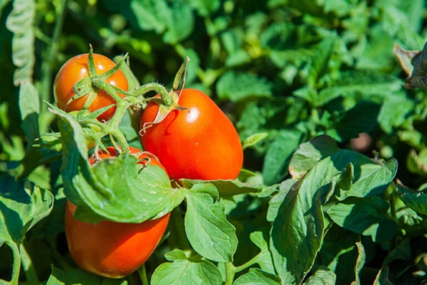 Волгоградским огородникам объяснили, почему трескаются помидоры в теплице