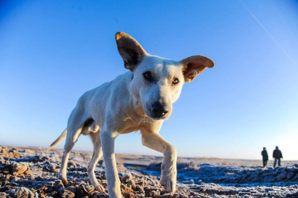 Жителям Волгоградской области назвали причины агрессивного поведения собак