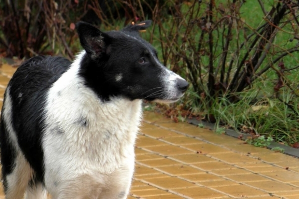 Волгоградка в пьяной ссоре выбросила собаку с балкона