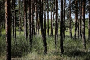 Волгоградская область высадила рекордное количество деревьев этой весной