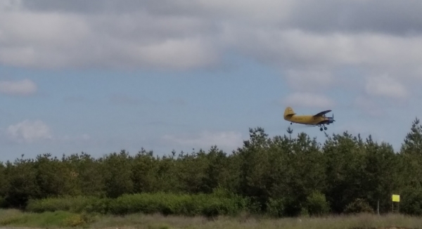 Леса Волгоградской области обрабатывают от вредителей